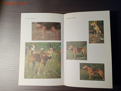 Книга о собаках. Гончие. До 14.11.25 в 22:00 по мск - IMG_20251108_013851