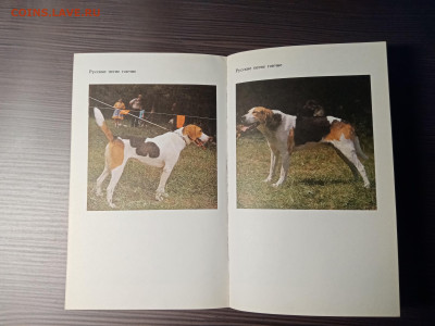 Книга о собаках. Гончие. До 14.11.25 в 22:00 по мск - IMG_20251108_013841