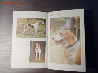 Книга о собаках. Гончие. До 14.11.25 в 22:00 по мск - IMG_20251108_013831