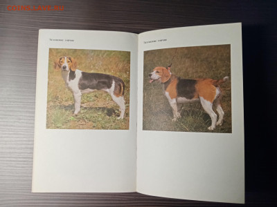 Книга о собаках. Гончие. До 14.11.25 в 22:00 по мск - IMG_20251108_013821