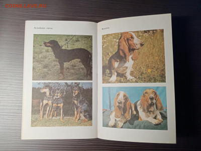 Книга о собаках. Гончие. До 14.11.25 в 22:00 по мск - IMG_20251108_013810