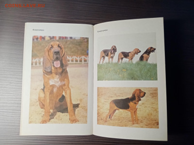Книга о собаках. Гончие. До 14.11.25 в 22:00 по мск - IMG_20251108_013756