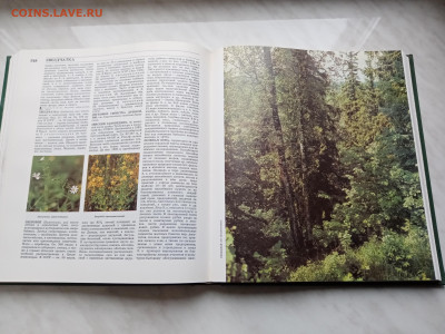 Лесная энциклопедия т1 до 16.11.25 в 22:00 по мск - IMG_20251110_142348