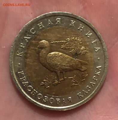 КК 10р Казарка 16.11.25 22.00 МСК . - IMG_7585