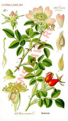 Монета Мальты - 339px-Illustration_Rosa_canina1