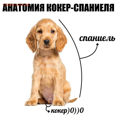 Юмор - 1758437632_pressa_tv_memes-09