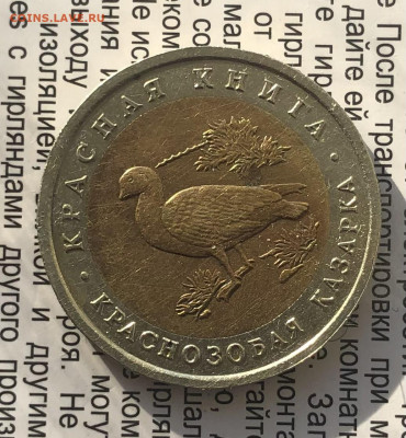 Краснозобая Казарка 2.12.25 22.00 МСК . - IMG_7762