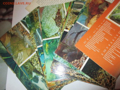 Пёстрый Мир Аквариума.Набор.1984 год. - IMG_1613.JPG