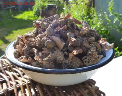 СУШЕНЫЕ СМОРЧКИ - 5S.JPG