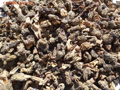 СУШЕНЫЕ СМОРЧКИ - 4S.JPG