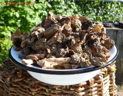 СУШЕНЫЕ СМОРЧКИ - 4S (1).JPG