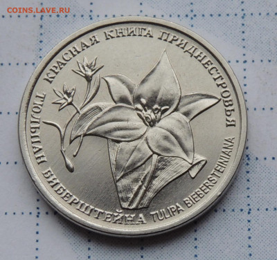 Приднестровье 1 рубль 2019 КК до 3.12.2025 - Тюльпан Биберштейна .JPG