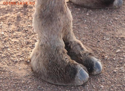 монета с надчеканом? - ct