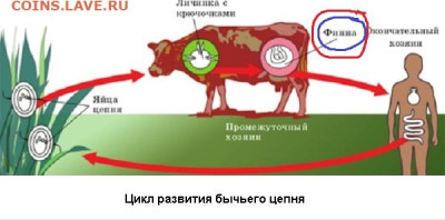 Вопросом на вопрос! - Финка