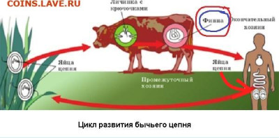 Вопросом на вопрос! - Яйца