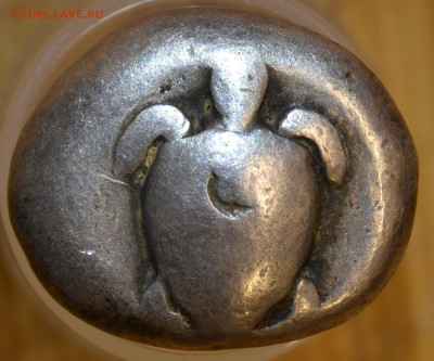 Статер Эгины (черепаха). Подлинность и оценка - DSC_1000.JPG