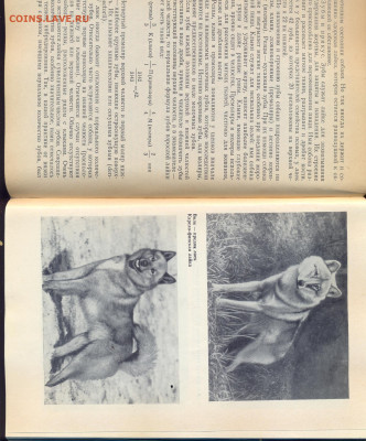 "Охотничьи лайки" - охотничьи лайки 3