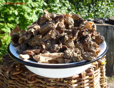 СУШЕНЫЕ СМОРЧКИ,весна 2024г. - 0.JPG