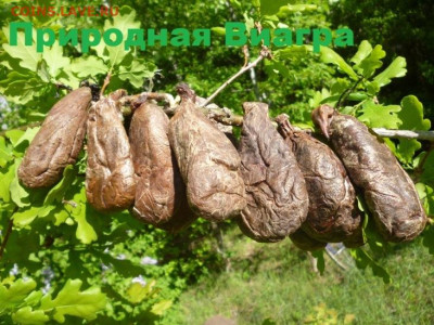 БАРСУЧИЙ ЖИР ОТ ОХОТНИКА,2025Г - ljg  (4).JPG