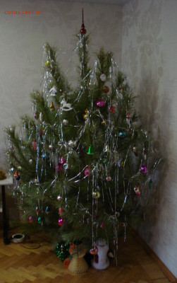 какая у вас ёлка будет на Новый  Год ??? - DSC09046.JPG
