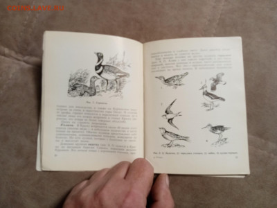 Птицы Крыма до 28.01.26 в 22:00 по мск - IMG_20260123_041911