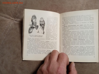 Птицы Крыма до 28.01.26 в 22:00 по мск - IMG_20260123_041942