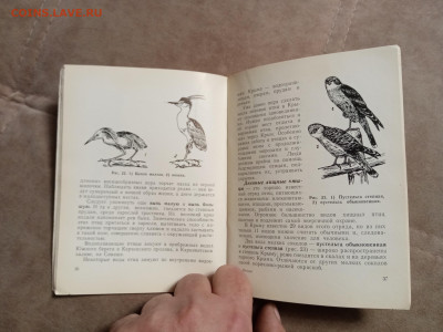 Птицы Крыма до 28.01.26 в 22:00 по мск - IMG_20260123_041953