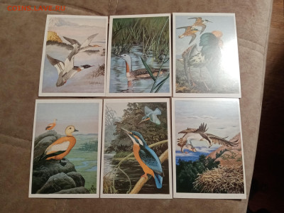 Птицы озера Байкал до 28.01.26 в 22:00 по мск - IMG_20260123_043257