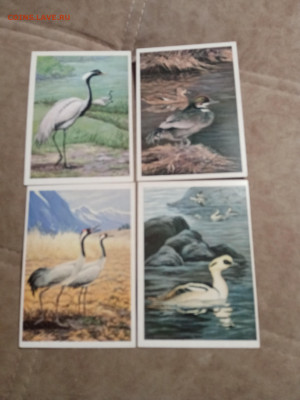 Птицы озера Байкал до 28.01.26 в 22:00 по мск - IMG_20260123_043244