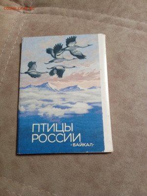 Птицы озера Байкал до 28.01.26 в 22:00 по мск - IMG_20260123_042729