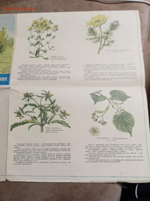 Наглядно пособие лекарственные растения до 28.01.26 в 22:00 - IMG_20260123_060352