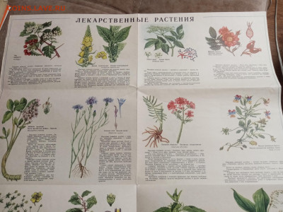 Наглядно пособие лекарственные растения до 28.01.26 в 22:00 - IMG_20260123_060433