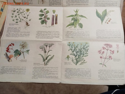 Наглядно пособие лекарственные растения до 28.01.26 в 22:00 - IMG_20260123_060444