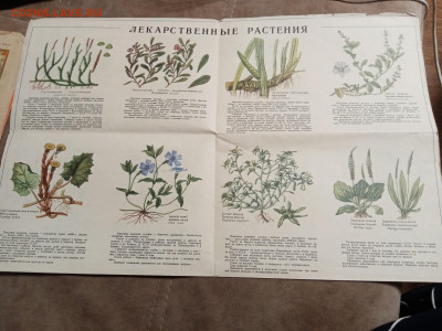 Наглядно пособие лекарственные растения до 28.01.26 в 22:00 - IMG_20260123_060455