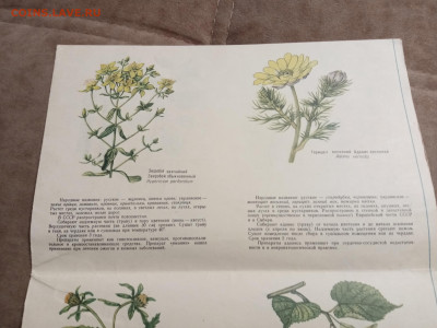 Наглядно пособие лекарственные растения до 28.01.26 в 22:00 - IMG_20260123_060505
