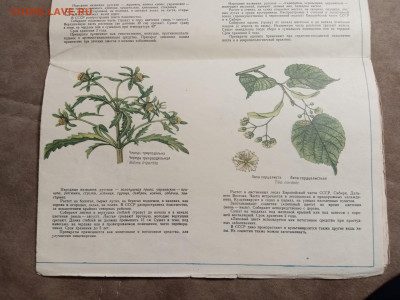 Наглядно пособие лекарственные растения до 28.01.26 в 22:00 - IMG_20260123_060516