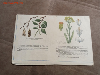 Наглядно пособие лекарственные растения до 28.01.26 в 22:00 - IMG_20260123_060527