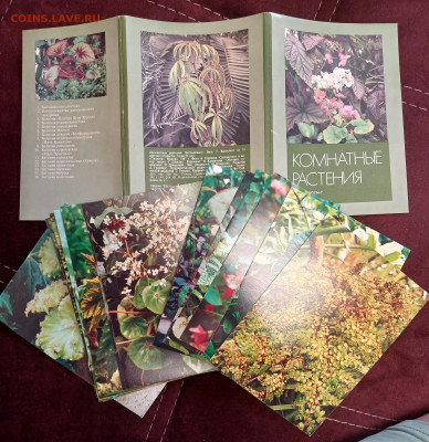 набор открыток Комнатные раст-я Бегониевые 1987 до 30.01.26 - 20260126_105330