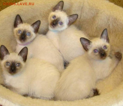 Игра "Смешная сказка"))) - сиам