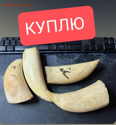 Куплю Зуб Кашалота,Будда Бронза,Янтарь, Коралл - IMG_20251030_094909