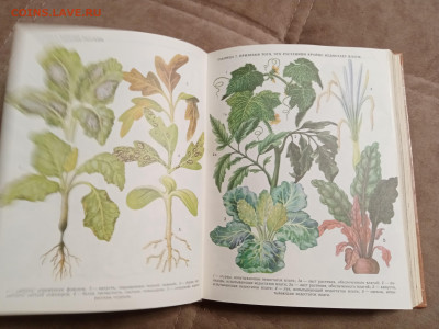 Школа юннатов до 06.02.26 в 22:00 по мск - IMG_20260131_193710