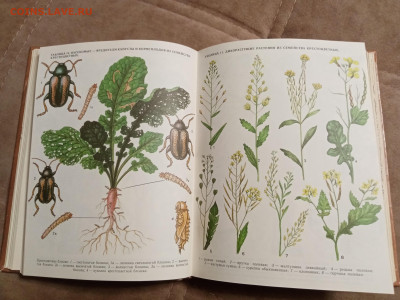 Школа юннатов до 06.02.26 в 22:00 по мск - IMG_20260131_193700