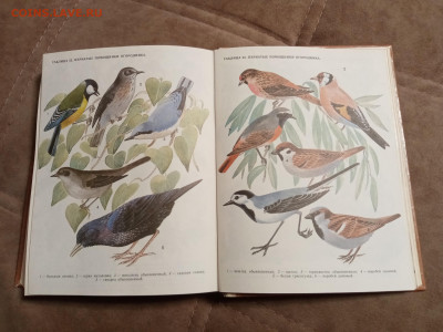 Школа юннатов до 06.02.26 в 22:00 по мск - IMG_20260131_193532