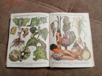 Школа юннатов до 06.02.26 в 22:00 по мск - IMG_20260131_193522