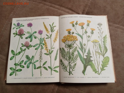 Школа юннатов до 06.02.26 в 22:00 по мск - IMG_20260131_193513