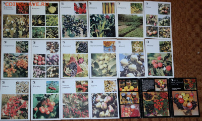 набор открыток "Плодово-ягодные культуры. Ваш приусадебный у - ваш приусадебный участок. плодово ягодные культуры 1986.JPG