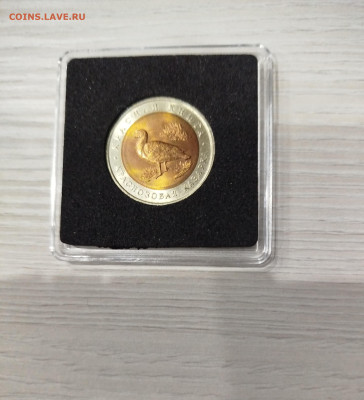 КК- Казарка в капсуле. Блиц. - IMG_20260203_200800