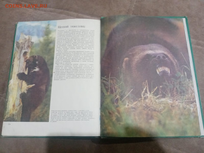 Медведи и другие хищные звери до 12.02.26 в 22:00 по мск - IMG_20260206_231102