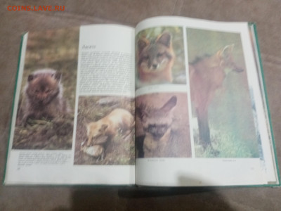 Медведи и другие хищные звери до 12.02.26 в 22:00 по мск - IMG_20260206_231055