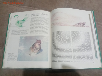 Медведи и другие хищные звери до 12.02.26 в 22:00 по мск - IMG_20260206_231052